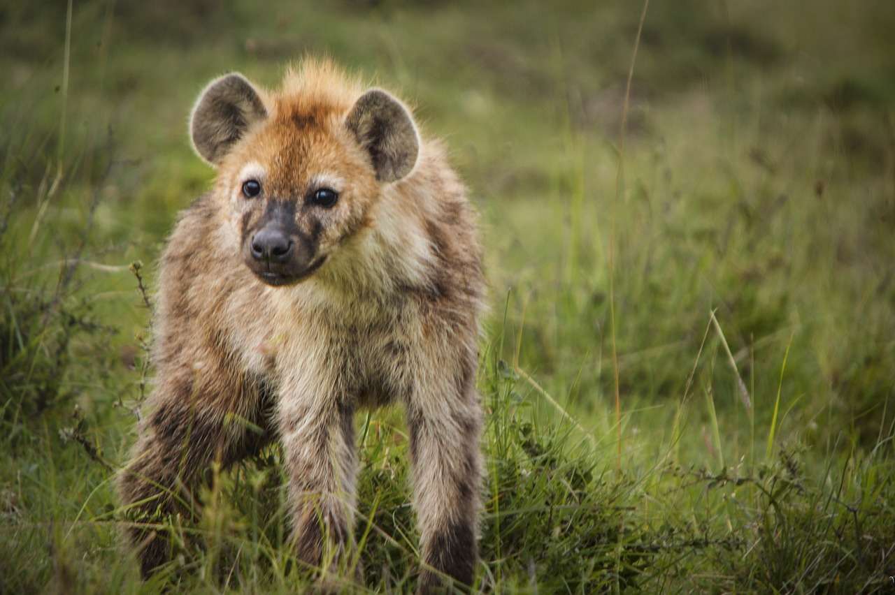 Amazing creatures that share our planet! – Tap Trivia